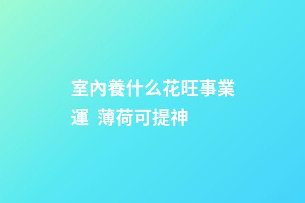 室內養什么花旺事業運  薄荷可提神